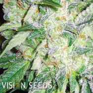 Vision Seeds AK-49